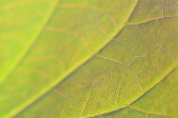 green leaf in closeup for backgrounds