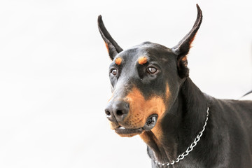 Fototapeta na wymiar Cute face of a doberman pinscher dog