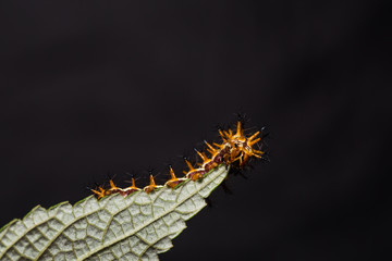 Yellow coster (Acraea issoria) caterpillar