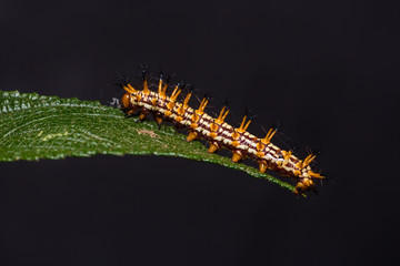 Yellow coster (Acraea issoria) caterpillar