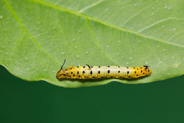Intermediate Maplet (Chersonesia intermedia) caterpillar