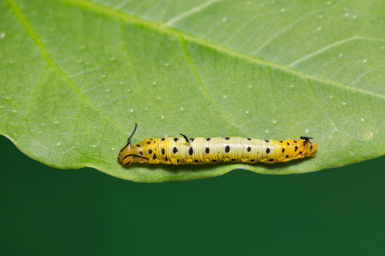 Intermediate Maplet (Chersonesia intermedia) caterpillar