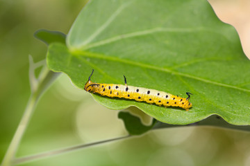 Intermediate Maplet (Chersonesia intermedia) caterpillar