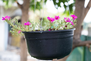 Thai flowers