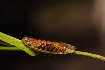 Common Oakblue (Arhopala pseudocentaurus) caterpillar