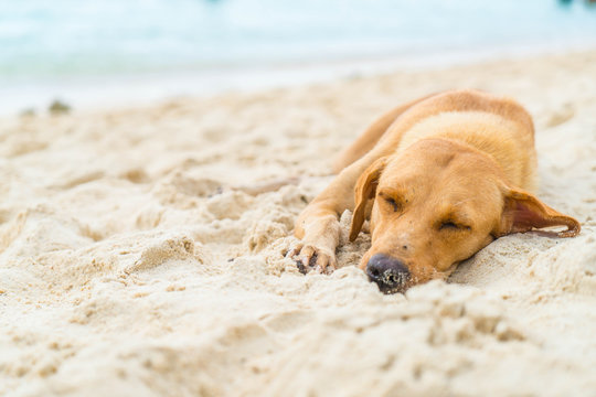 dog sleep on beach