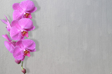 orchid on old gray background