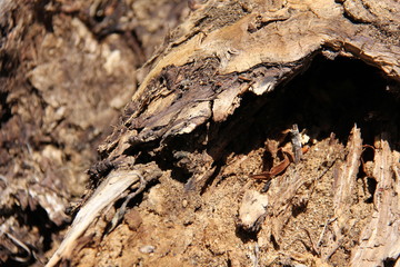 old gnarled wood texture