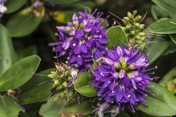 Purple lilac flowers