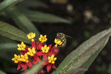 Bee on yellow and red flowers