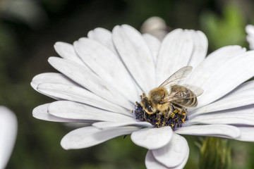 Bee on white flower