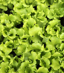 green leaves of tender fresh lettuce on sale in the farm that pr