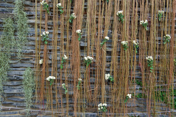 Obraz premium Flower and creeping plant backdrop