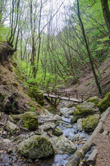 Forest and river in a picturesque gorge in the spring
