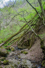 Forest and river in a picturesque gorge in the spring