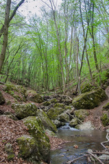 Forest and river in a picturesque gorge in the spring