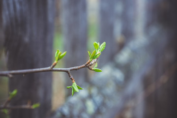 Branches with new leaves in the garden. Selective focus.
