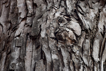 Bark of mahogany wood background