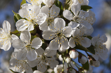 Apple Flowers