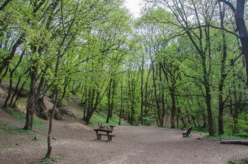 Forest and river in a picturesque gorge in the spring