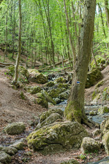 Forest and river in a picturesque gorge in the spring