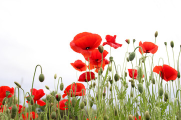 Obraz premium Czerwone maki w letnim ogrodzie.