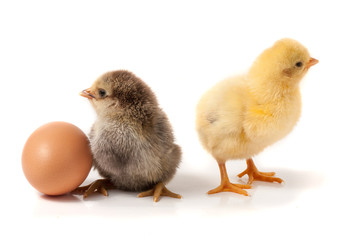 two cute little chicken with egg isolated on white background