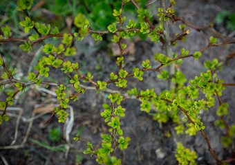 Green young leaves of barberry bush. Selective focus.