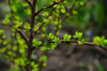 Green young leaves of barberry bush. Selective focus.