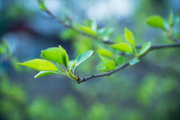 Fototapeta premium Branches with new leaves in the garden. Selective focus.