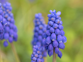 Traubenhyazinthen, Muscari