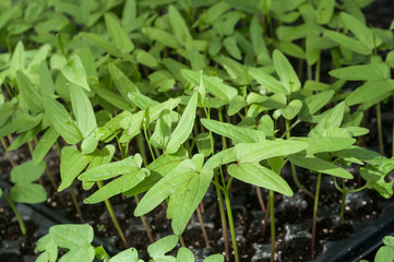 semis dans une serre