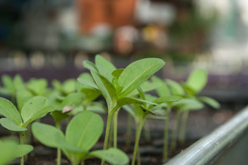 semis dans une serre