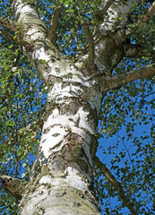 Alte Birke im Frühling, Betula