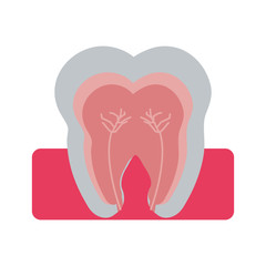 tooth interior dental care related icon image vector illustration design 