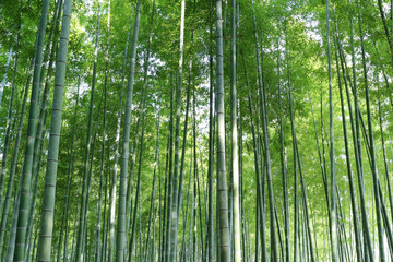 Fototapeta premium 竹林