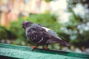 Bird of pigeon walks on a bench in the city center