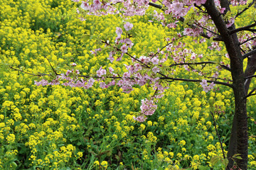 菜の花と桜