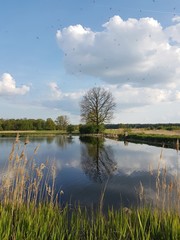 Staw © michalsen