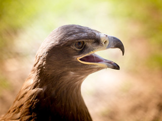 Portrait of an eagle in a park