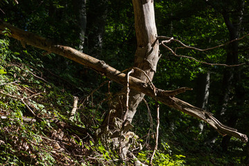 summer morning beech forest