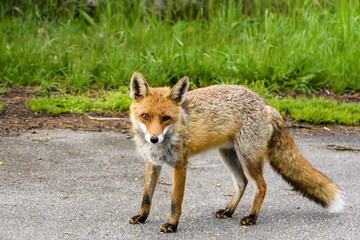 Fuchs mit einem beschädigtem Auge am Strassenrand