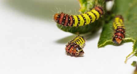 Chalcosiine Day-Flying Moth caterpillars (Cyclosia panthona)  on their host plant leaf