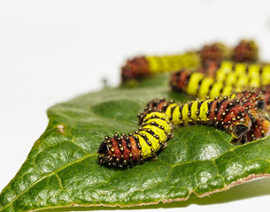 Chalcosiine Day-Flying Moth caterpillars (Cyclosia panthona)  on their host plant leaf