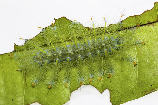 Caterpillar of the Common Archduke buttterfly  ( Lexias pardalis jadeitina ) on leaf