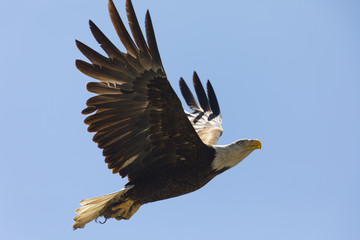 Bald eagle flying after catching a mouse, seen in the wild in  North California