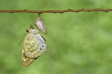 The Common Archduke buttterfly emerged  from chrysalis ( Lexias pardalis jadeitina )
