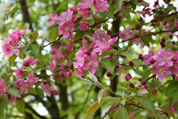 Crabapple flowers pink