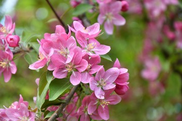 Crabapple flowers pink