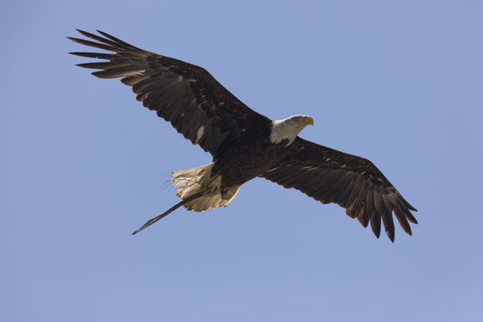 Bald eagle flying with a stick in her talons for the nest, seen in the wild in North California